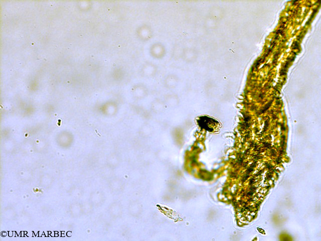 phyto/Scattered_Islands/all/COMMA April 2011/Nanoflagellé 6 (ancien flagellé 4 -1)(copy).jpg